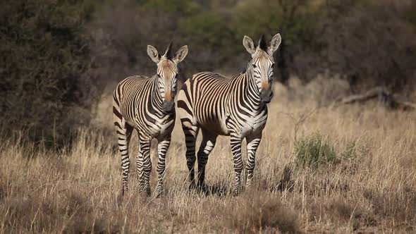 Hartmanns Mountain Zebras alt