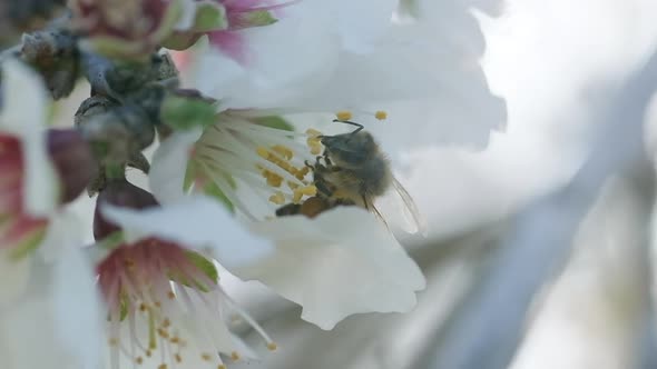 A Bee collects Nectar from a blooming almond tree flower, slow-motion footage