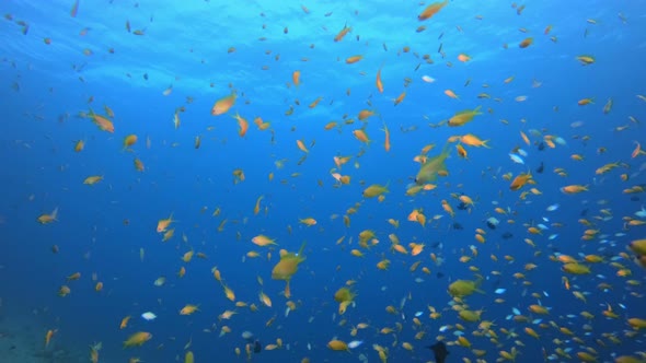 Coral Garden Orange Blue Fish alt