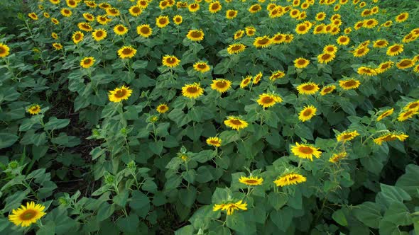 4K Flying over a field with sunflowers. View from a drone alt