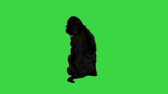 Giant Schnauzer Dog Sitting and Looking Around on a Green Screen Chroma Key