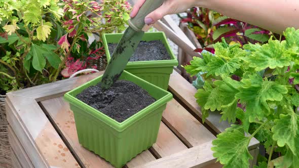Woman Hand in Glove Planting Grown Seed in Ground on Green Pot alt