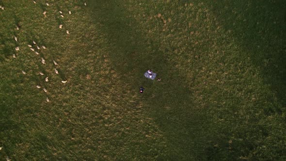 Aerial shots of sheep in the Tatry mountains