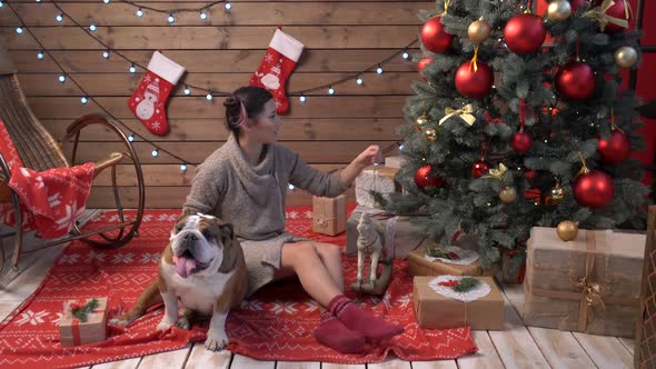 A Young Asian Woman Petting English Bulldog at Xmas Eve Under Christmas Tree at Home alt