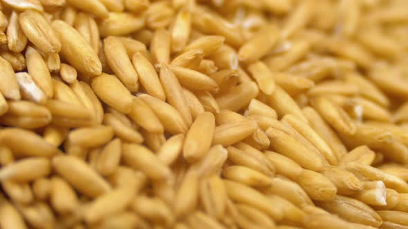 Grains of Raw Oat Groats Rotate Close-up alt