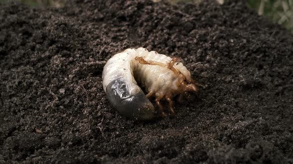 Bug Maggot Moving on Ground, White Grub in Soil, Insect Metamorphosis, Nature