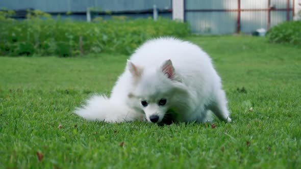 White Fluffy Dog of the Spitz Breed