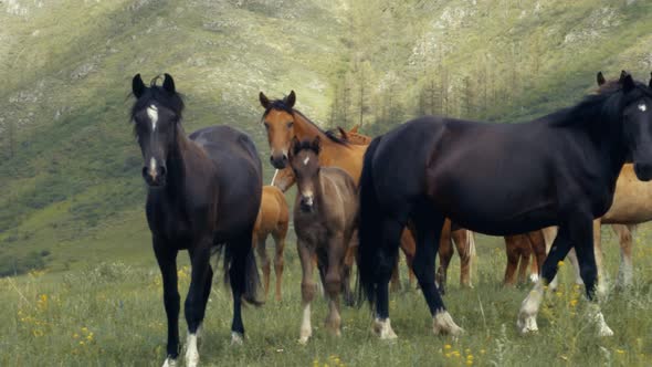 Herd of Horses in a Meadow Against Backdrop of Mountains Stand Look at Camera alt