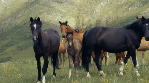 Herd of Horses in a Meadow Against Backdrop of Mountains Stand Look at Camera