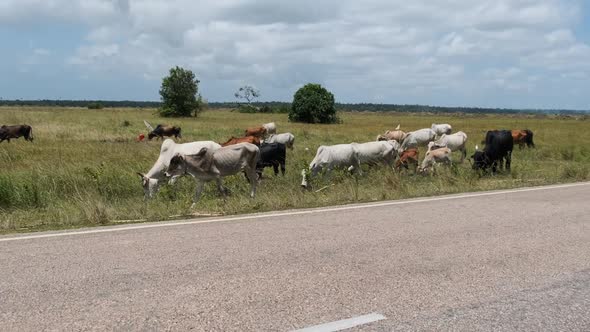 Herd of African Humpback Cows Walking at the Side of the Asphalt Road Zanzibar alt