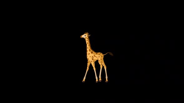 Little baby giraffe walks back and forth alpha matte long shot