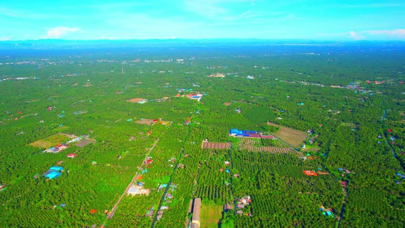 Aerial view of agriculture in coconut grove for cultivation alt