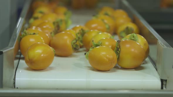 Kaki in the Conveyer Belt alt