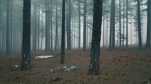 Texture of the misty forest aerial view background 4 K alt