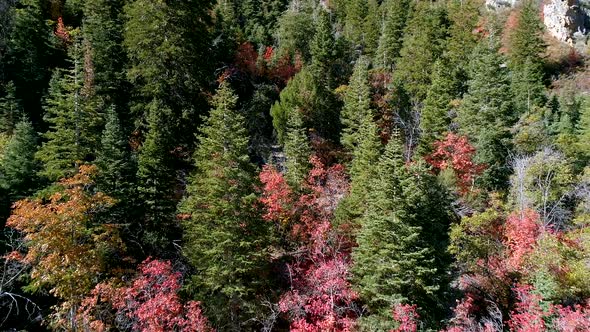 Red Fall leaves surrounded by pine trees on hillside alt