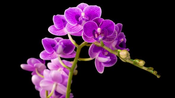 Blooming Purple Orchid Phalaenopsis Flower alt