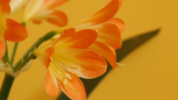 Yellow and orange Amaryllidaceae Clivia miniata 4K 2160p 30fps UltraHD footage - Monocot flowering b