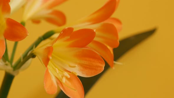 Yellow and orange Amaryllidaceae Clivia miniata 4K 2160p 30fps UltraHD footage - Monocot flowering b alt