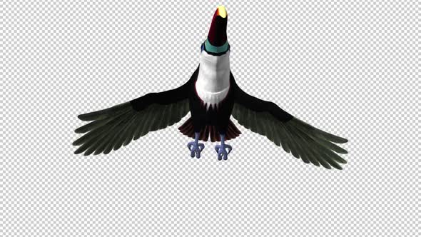 Toucan - I - White Throated - Flying Transition 2 - Front View CU