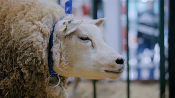 Texel Sheep Eating Hay at Animal Exhibition, Trade Show - Close Up