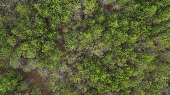 AERIAL: Rotating Shot of Waving Little Pine Trees on Bright Day in Nida