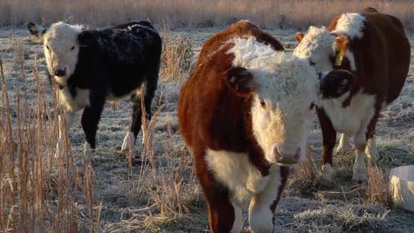 Group of three miniature Hereford cattle looking at camera, winter outdoor pasture alt