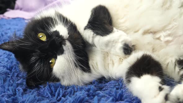 Domestic Cat Lies on Blue Carpet