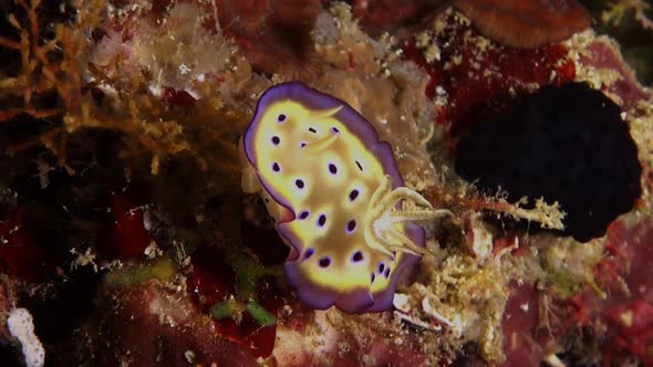 Gem nudibranch (Goniobranchus geminus) sitting on coral reef in the Philipines alt