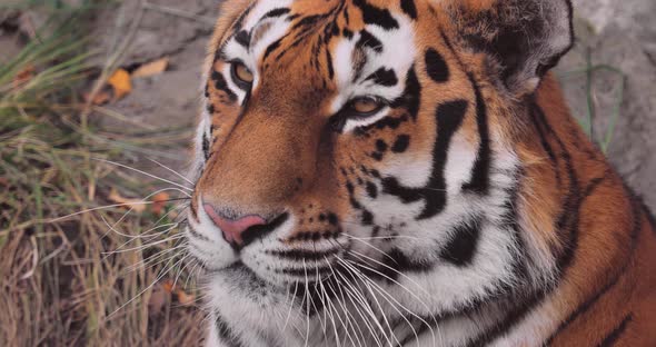 Siberian Tiger Close Up. The Siberian Tiger Was Also Called Amur Tiger, Manchurian Tiger alt