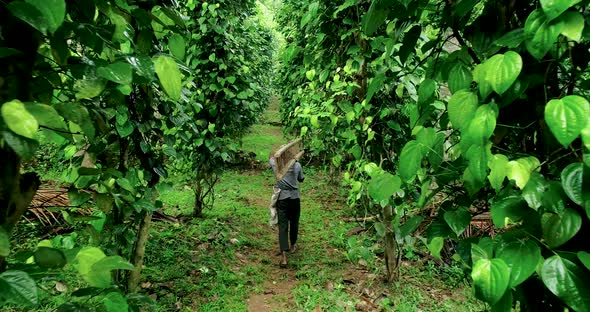 Indian Worker Walks Through A Black Pepper Creeper Plantation 3