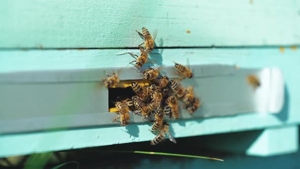 Bees flying to hive. Hives in an apiary with working bees flying to the landing boards. alt