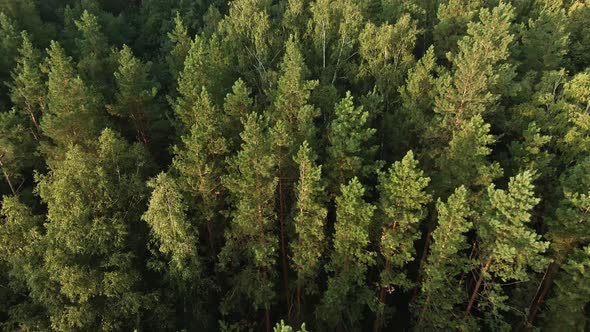 Flight over the morning mixed forest