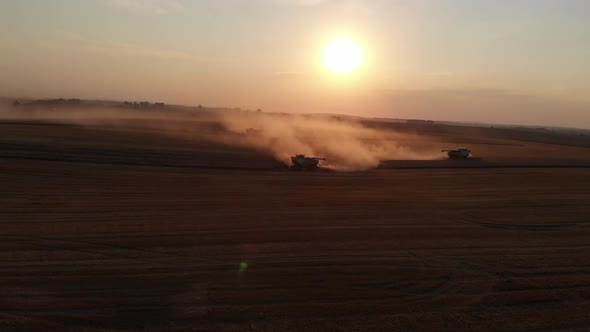 Harvest during summer sunset from the fields. Many combines harvesting wheat. Aerial drone view.