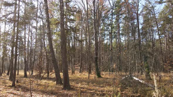 Forest with Trees in an Autumn Day alt