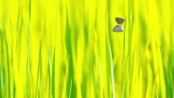 Beautiful Natural butterfly with beautiful color background,