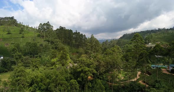 Tropical Landscape of Green Hills with Tea Plantations and Buildings