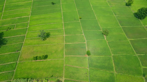Aerial view green field patternbackground alt