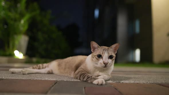 Cute Cat Outdoors at Night Looking Around