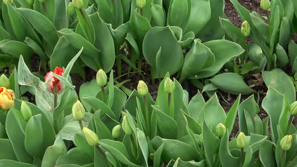 Green leaves of tulip in the spring. Plants in the garden