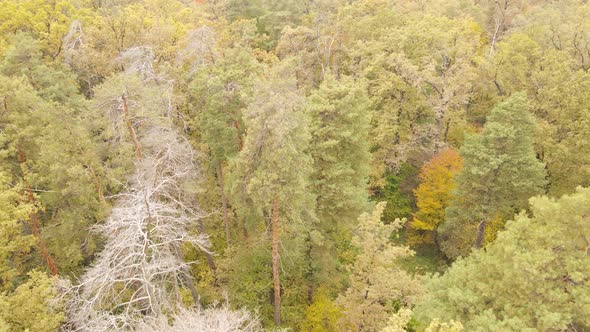 Trees in the Forest on an Autumn Day alt