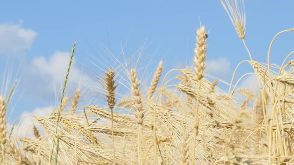 Field of Ripening Wheat Against the Blue Sky