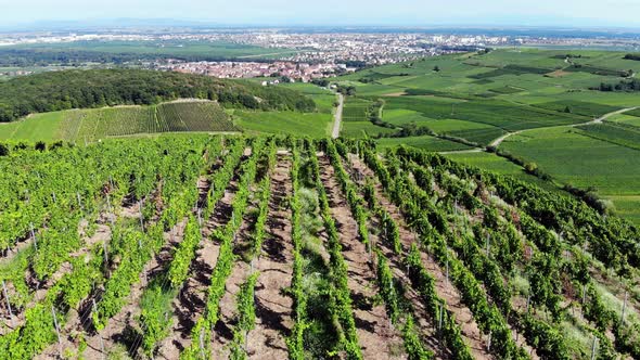 Parallel rows of vineland at top of hill, green vineyards seen at plan ahead