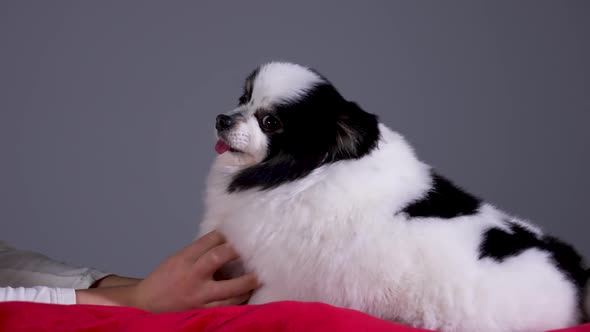 Side View of a Black and White Pomeranian Spitz Lying on a Red Pillow in the Studio on a Gray alt