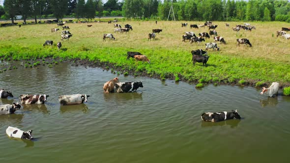 Cow Animal Field River Green Grass Milk Agriculture Trees Road alt