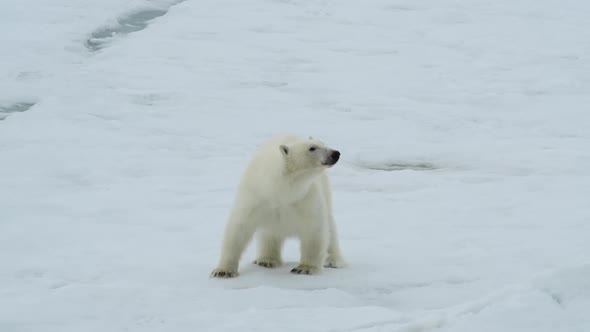 Polar Bear Walking in an Arctic
