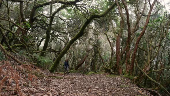 The Path of the Enchanted Forest