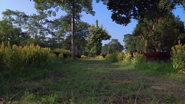 A Dolly Shot Of A Village-Park Road Bounded By Yellow Flowers alt