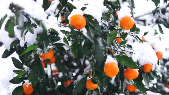 Ripe and juicy tangerines are hanging on the tree under the snow.