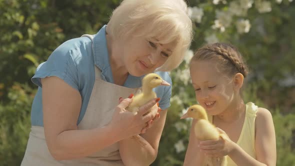 Happy Caucasian Grandmother and Granddaughter Holding Yellow Ducklings and Smiling. Portrait alt