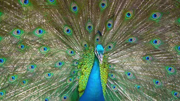 Peacock bird displaying out spread tail feathers with colorful plumage in zoo park. alt